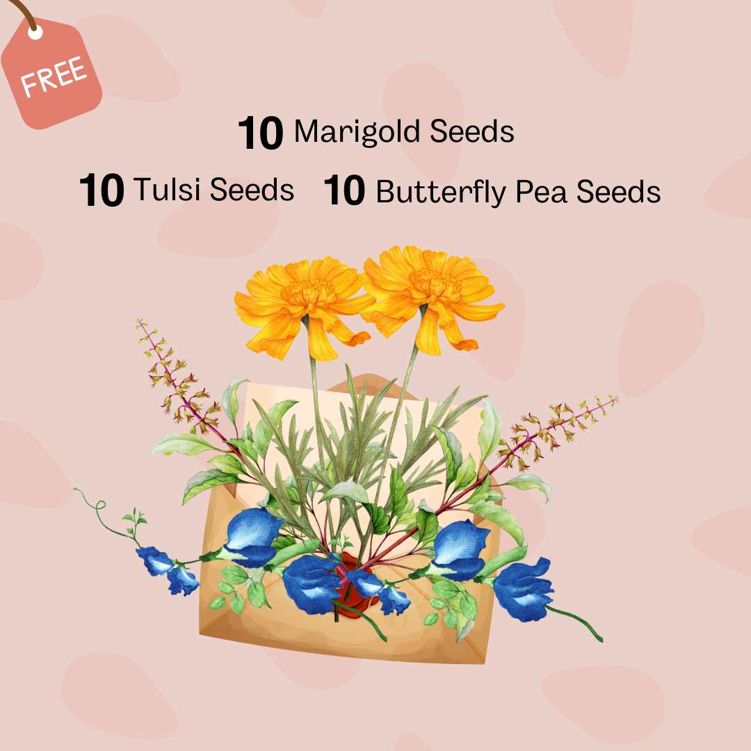 30 Seeds of Marigold, Tulsi, Butterfly Pea